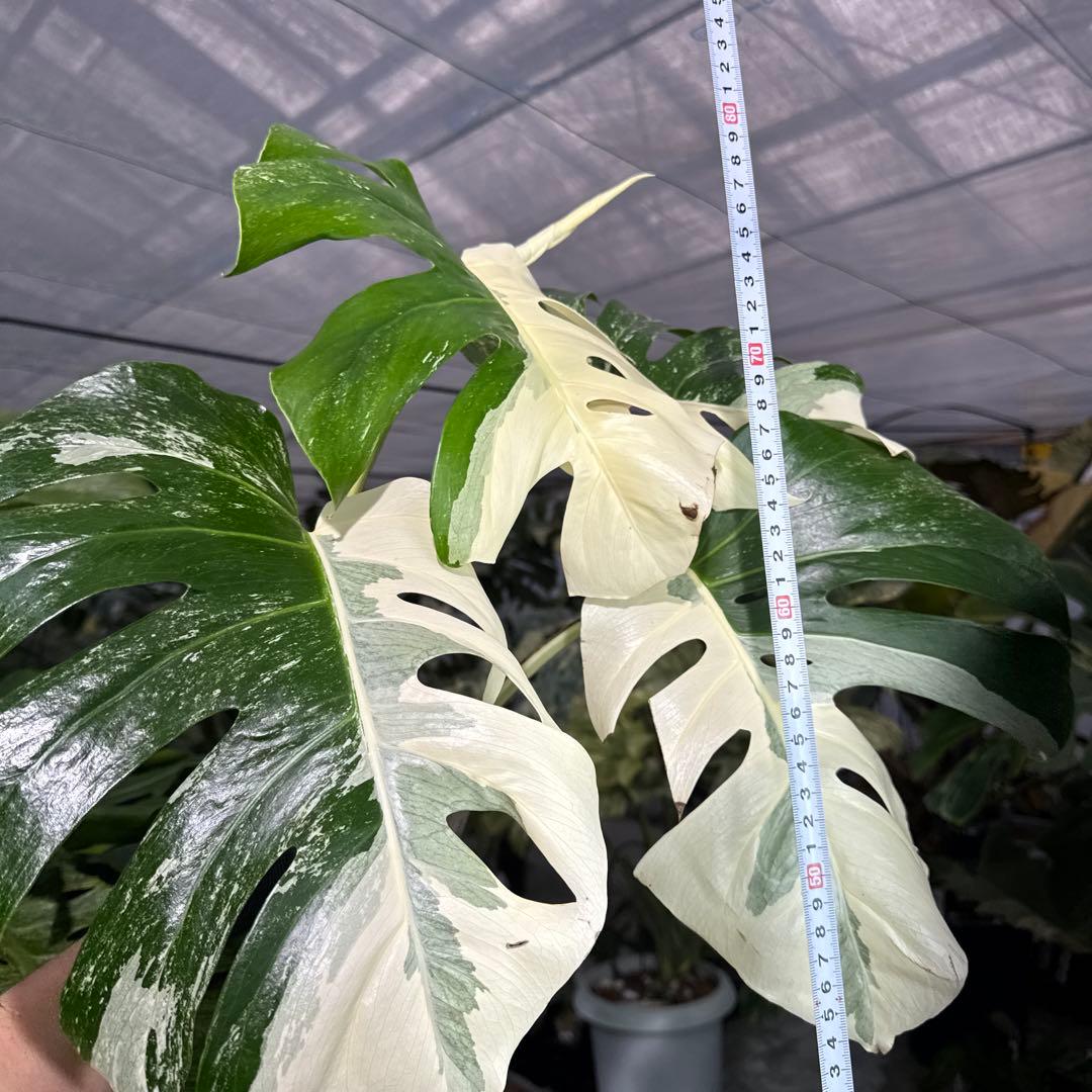 4 モンステラ　ボルギシアナ　アルボ　ホワイトタイガー白斑　健康カット苗