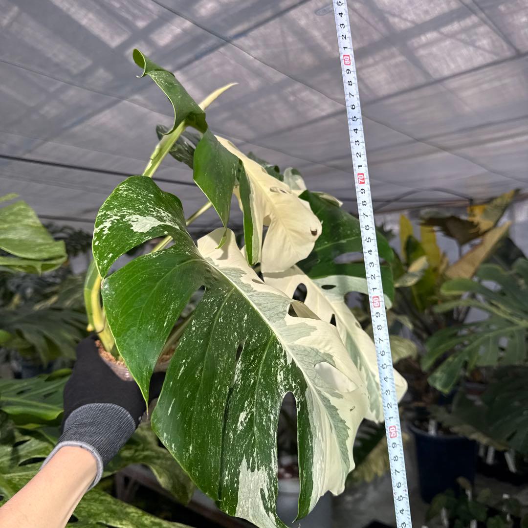 4 モンステラ　ボルギシアナ　アルボ　ホワイトタイガー白斑　健康カット苗