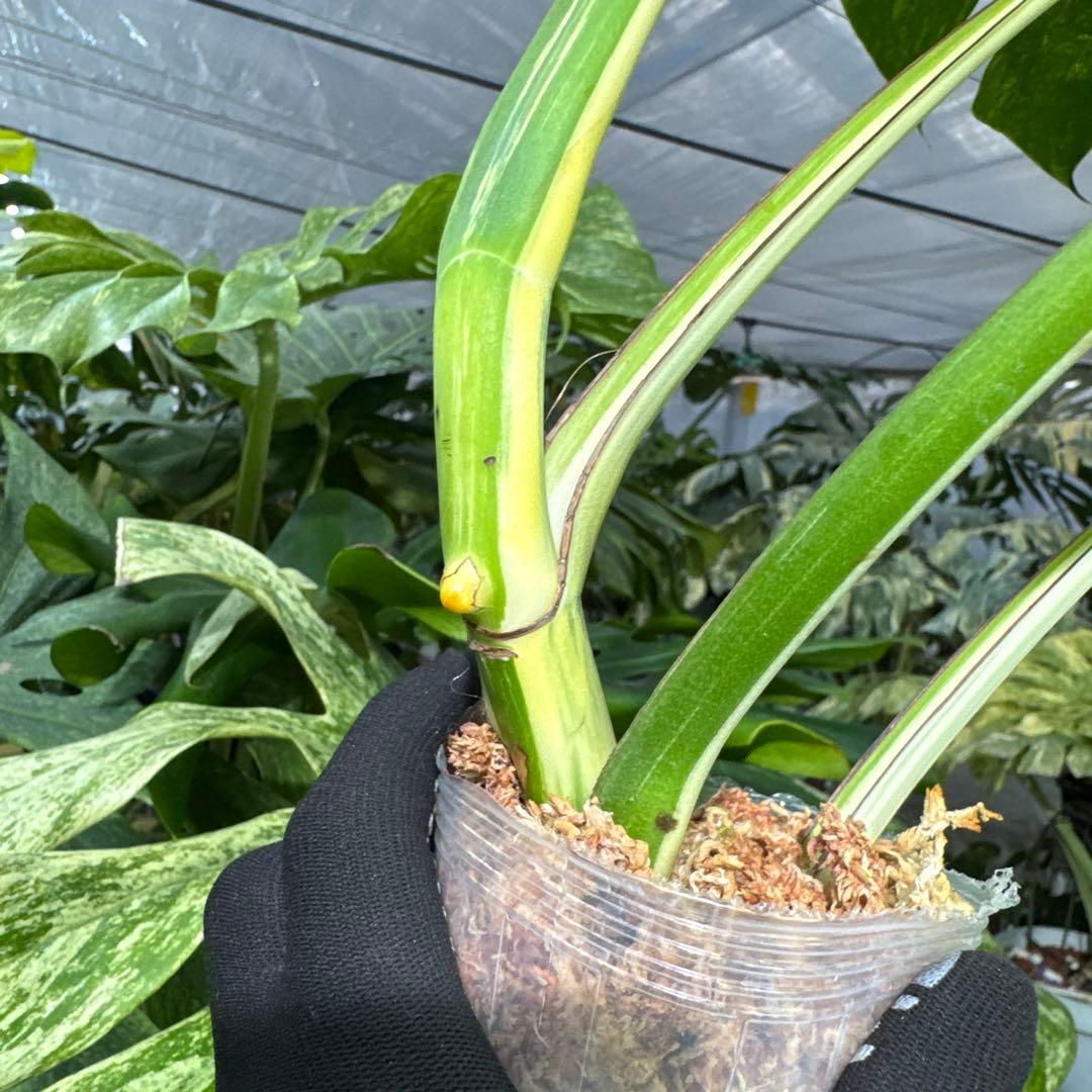 4 モンステラ　ボルギシアナ　アルボ　ホワイトタイガー白斑　健康カット苗