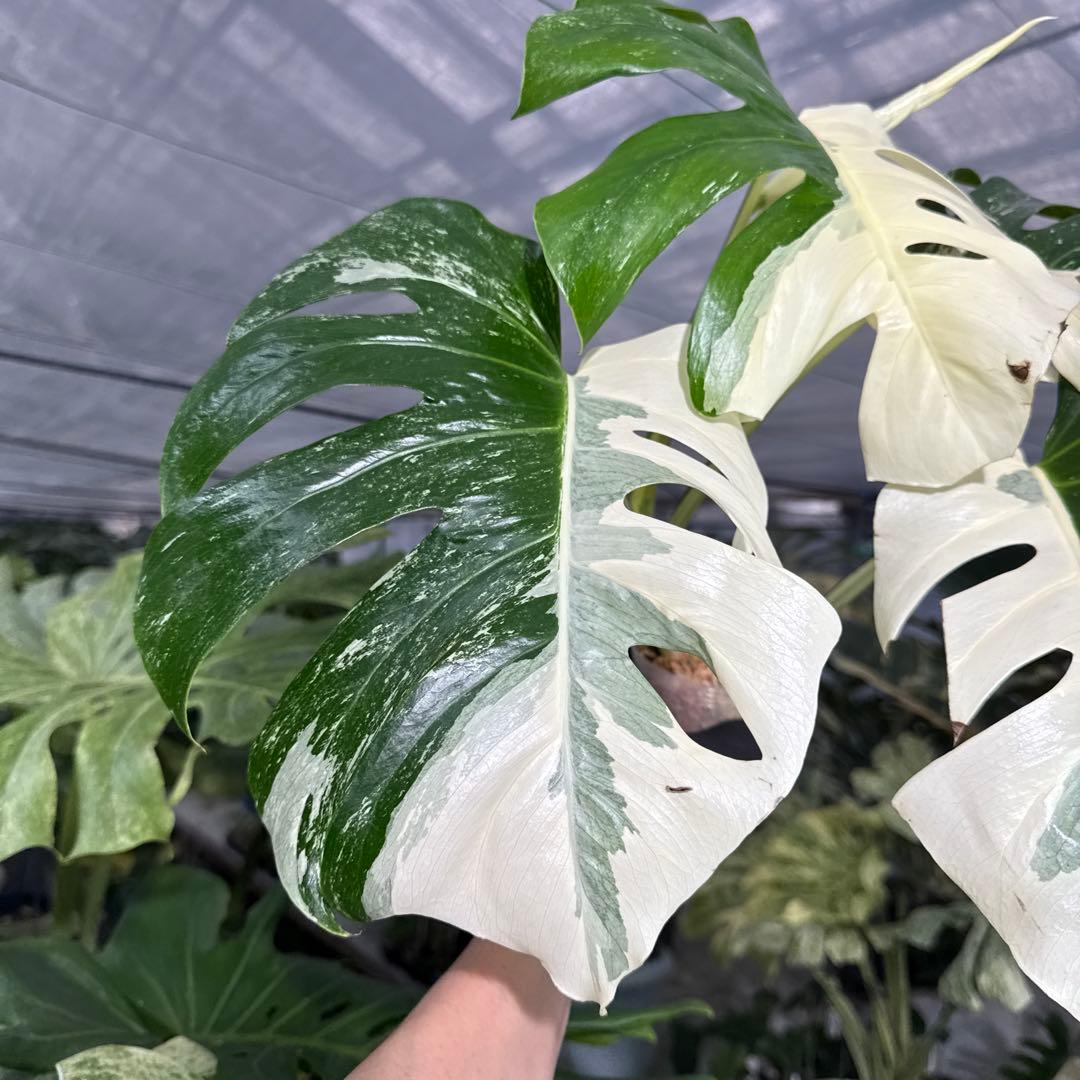 4 モンステラ　ボルギシアナ　アルボ　ホワイトタイガー白斑　健康カット苗