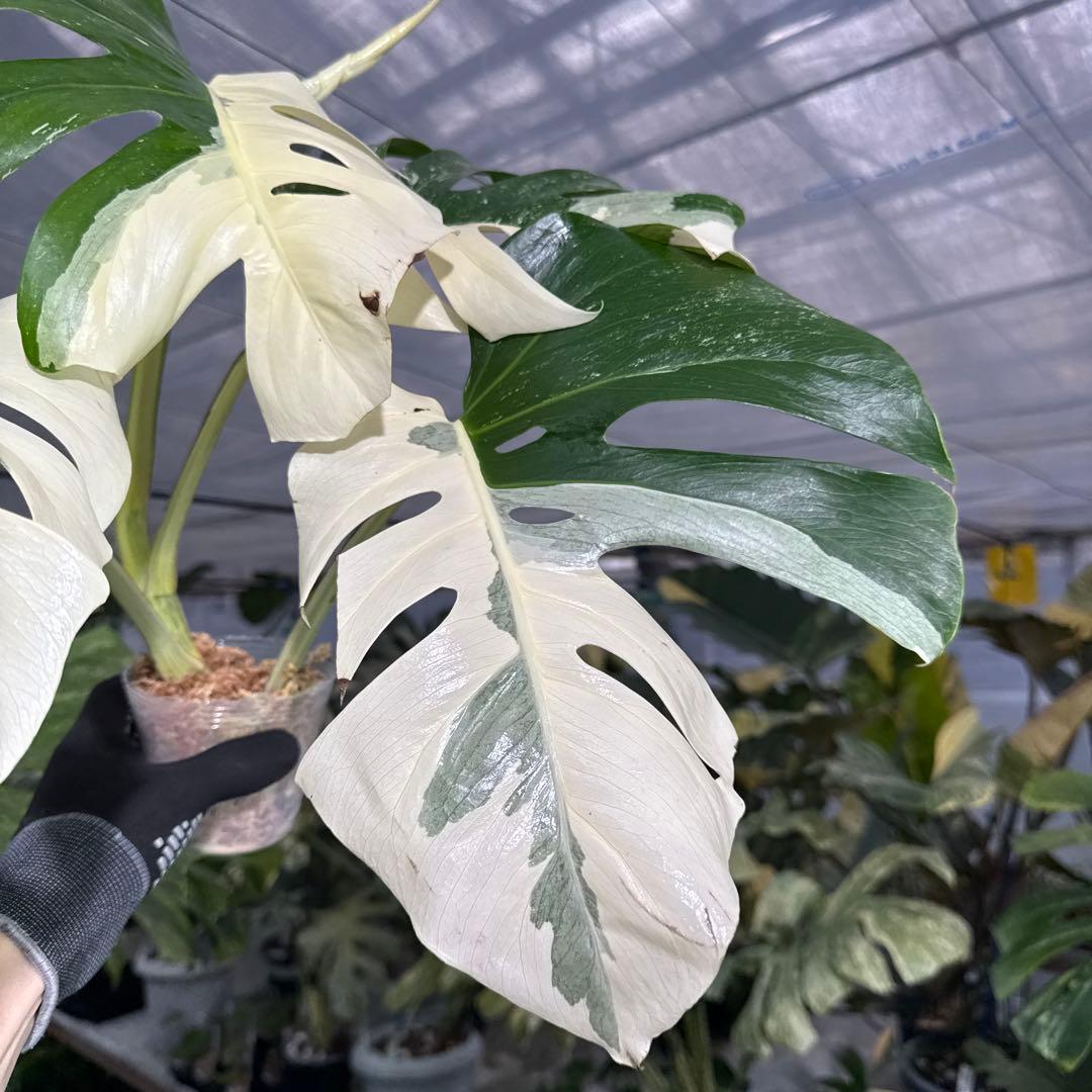 4 モンステラ　ボルギシアナ　アルボ　ホワイトタイガー白斑　健康カット苗