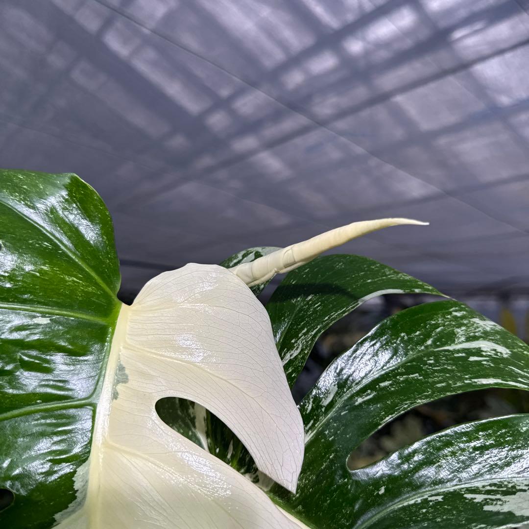 4 モンステラ　ボルギシアナ　アルボ　ホワイトタイガー白斑　健康カット苗