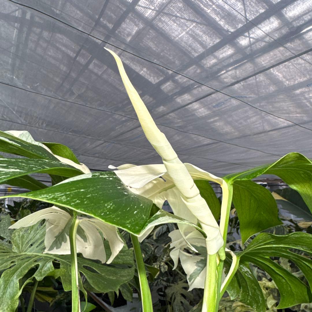 4 モンステラ　ボルギシアナ　アルボ　ホワイトタイガー白斑　健康カット苗