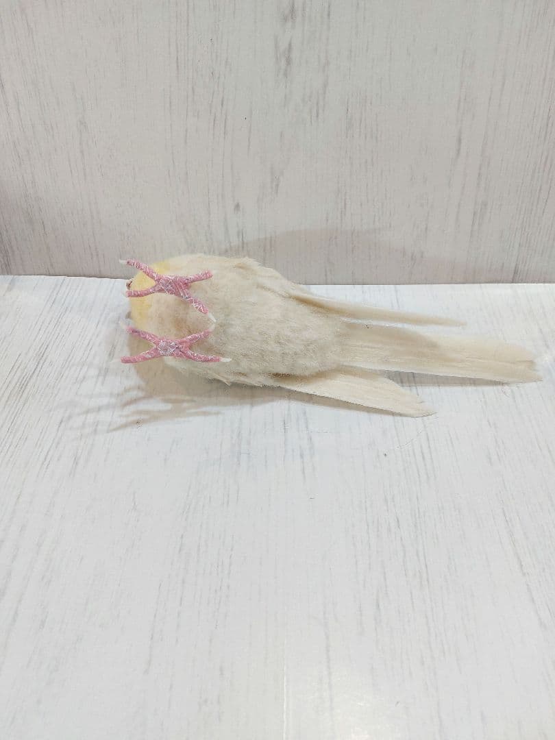 羊毛フェルト　　オカメインコ