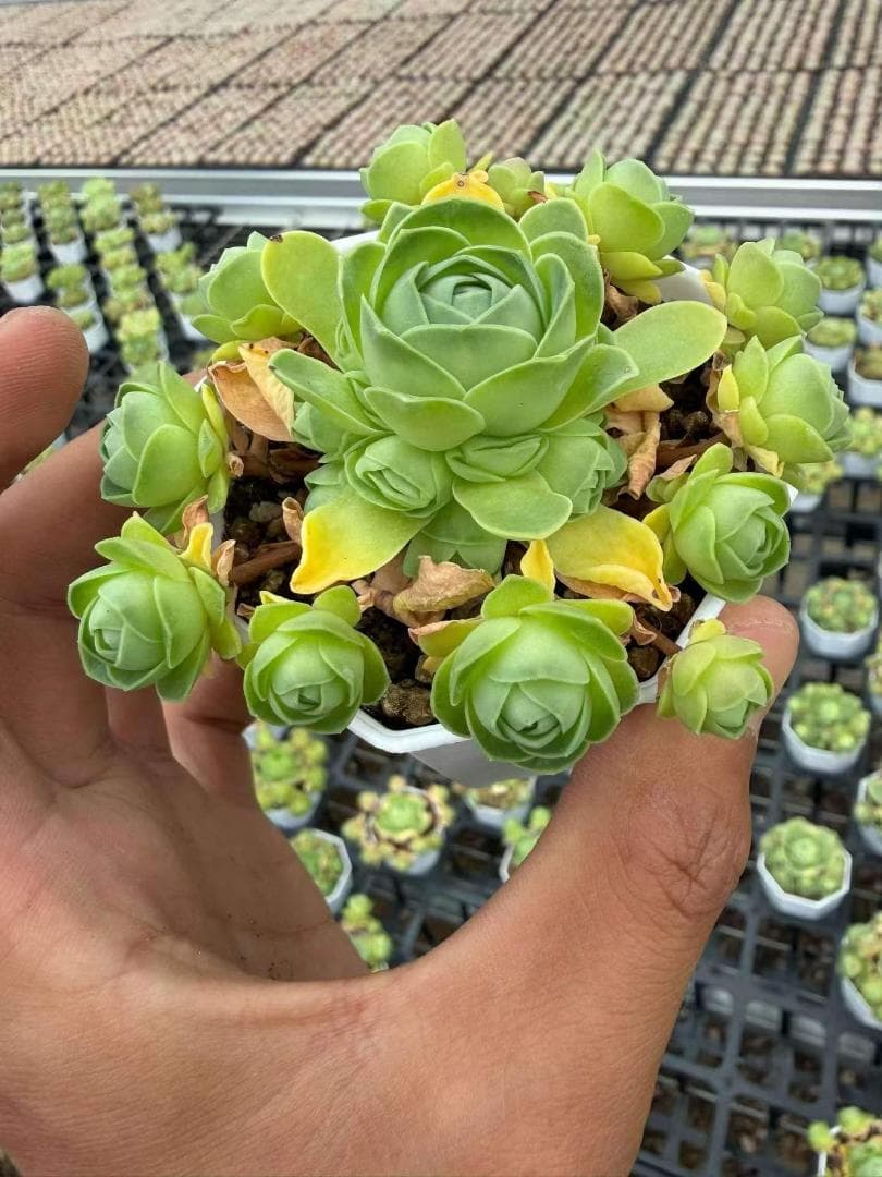 Top【選抜株】多肉植物　22170ノー 24個　鉢無し/脱土