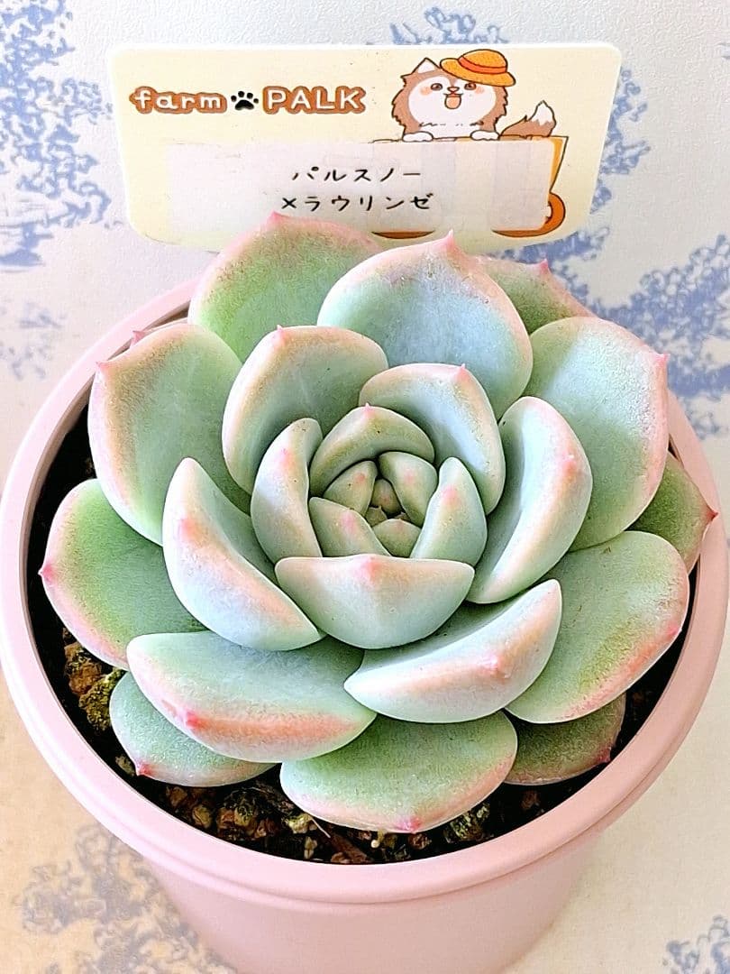 パルスノー×ラウリンゼ札付きポットごとメルカリ便ファームパルクさん苗