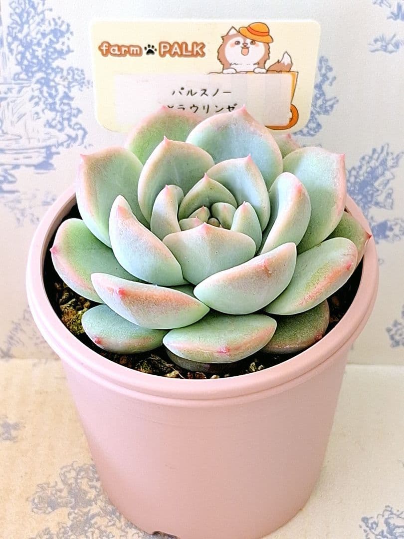 パルスノー×ラウリンゼ札付きポットごとメルカリ便ファームパルクさん苗