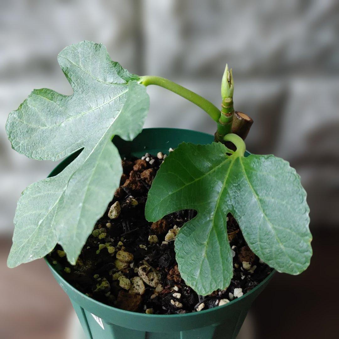 イチジク挿木苗 Saint Germain