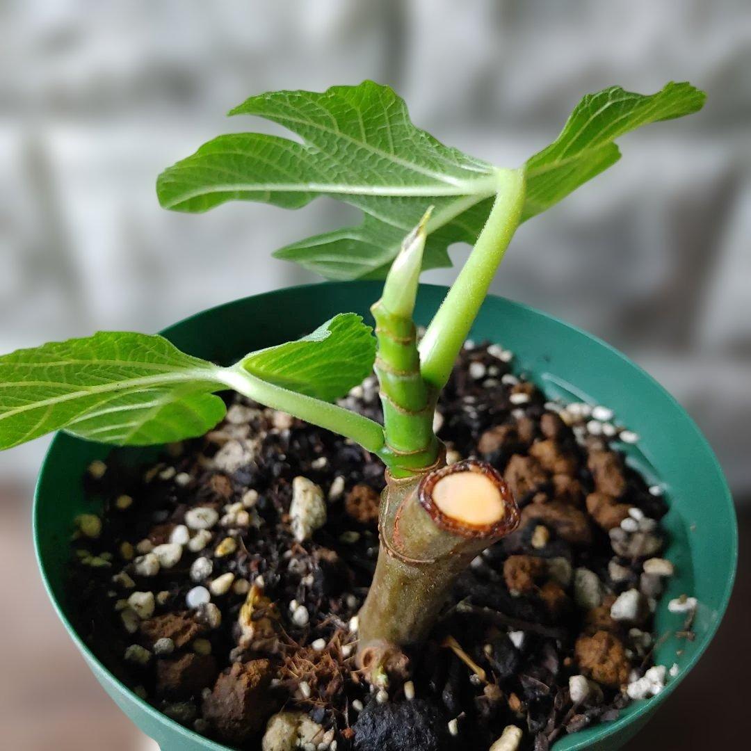 イチジク挿木苗 Saint Germain