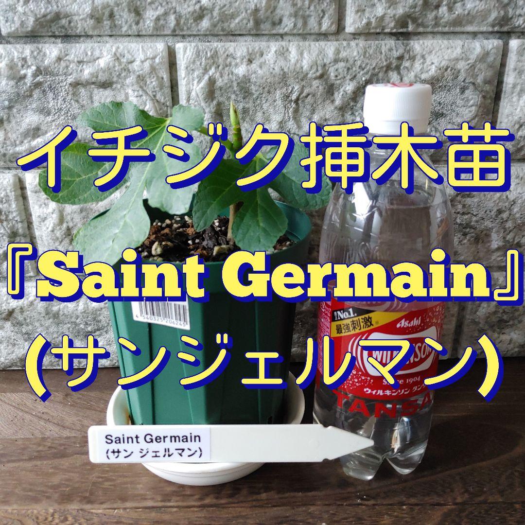 イチジク挿木苗 Saint Germain