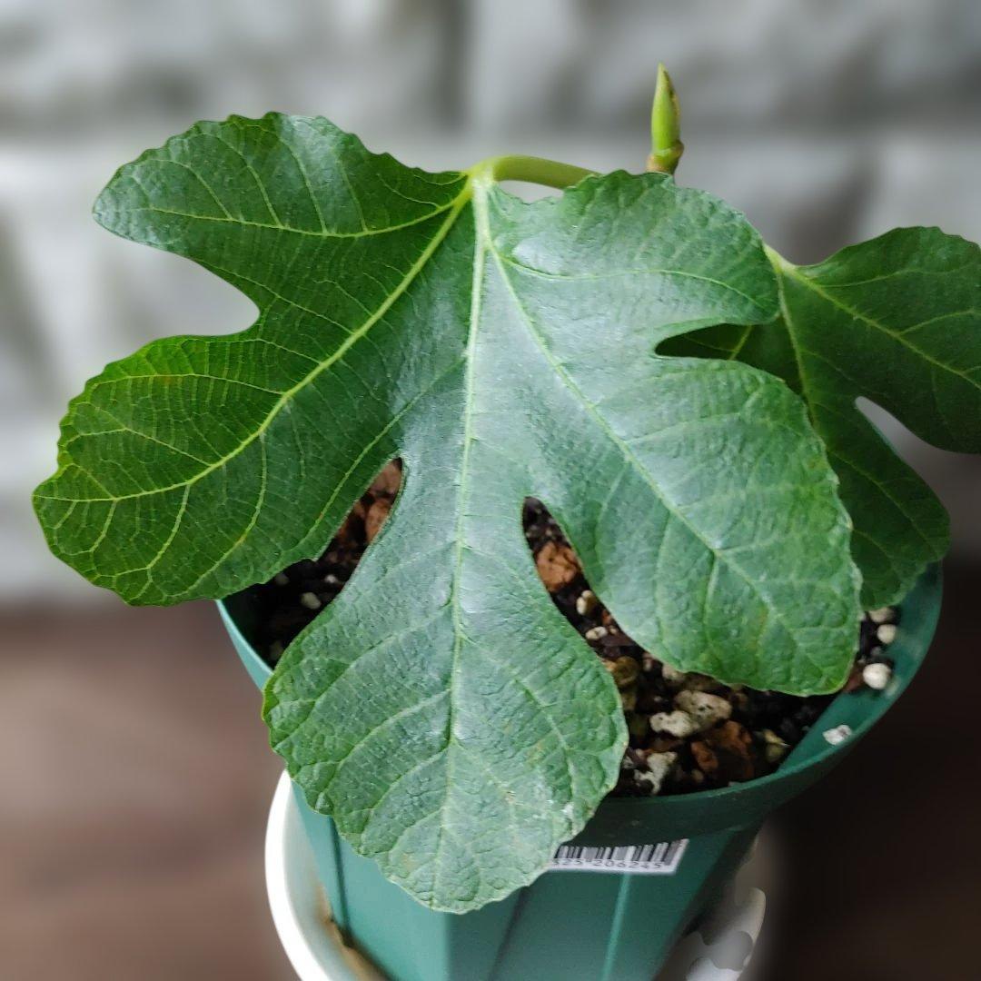 イチジク挿木苗 Saint Germain