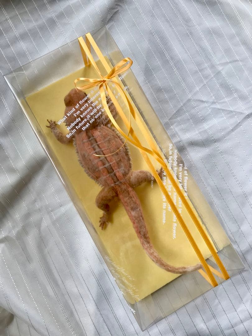 フトアゴヒゲトカゲ・ZERO