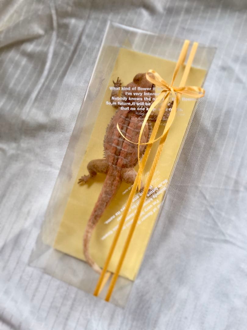 フトアゴヒゲトカゲ・ZERO