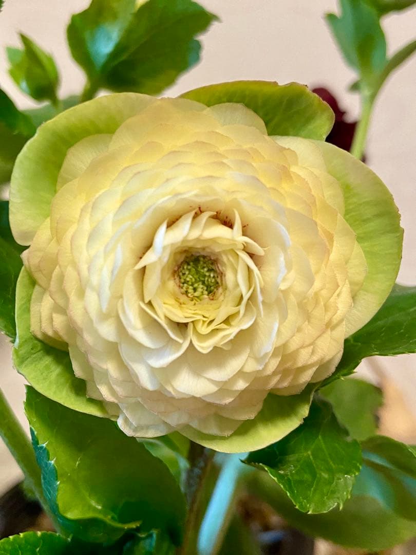 プレミアムプリマヴェーラモーリーメビウス×メビウス★クリスマスローズ苗