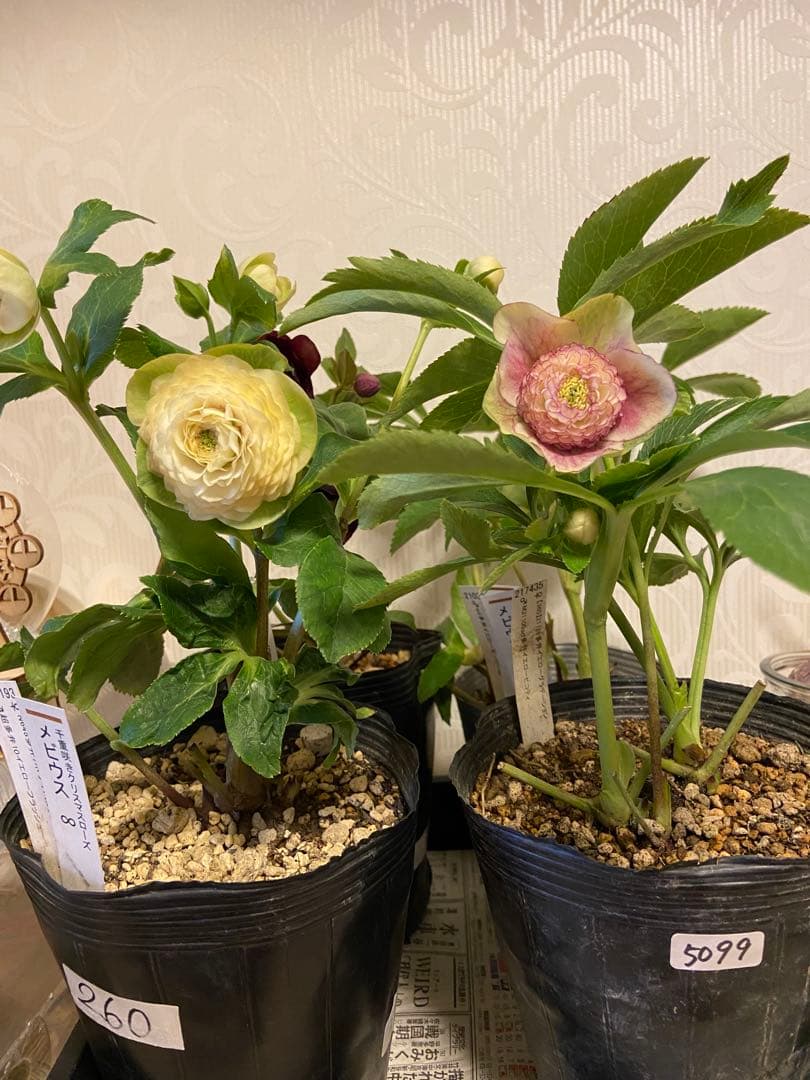 プレミアムプリマヴェーラモーリーメビウス×メビウス★クリスマスローズ苗