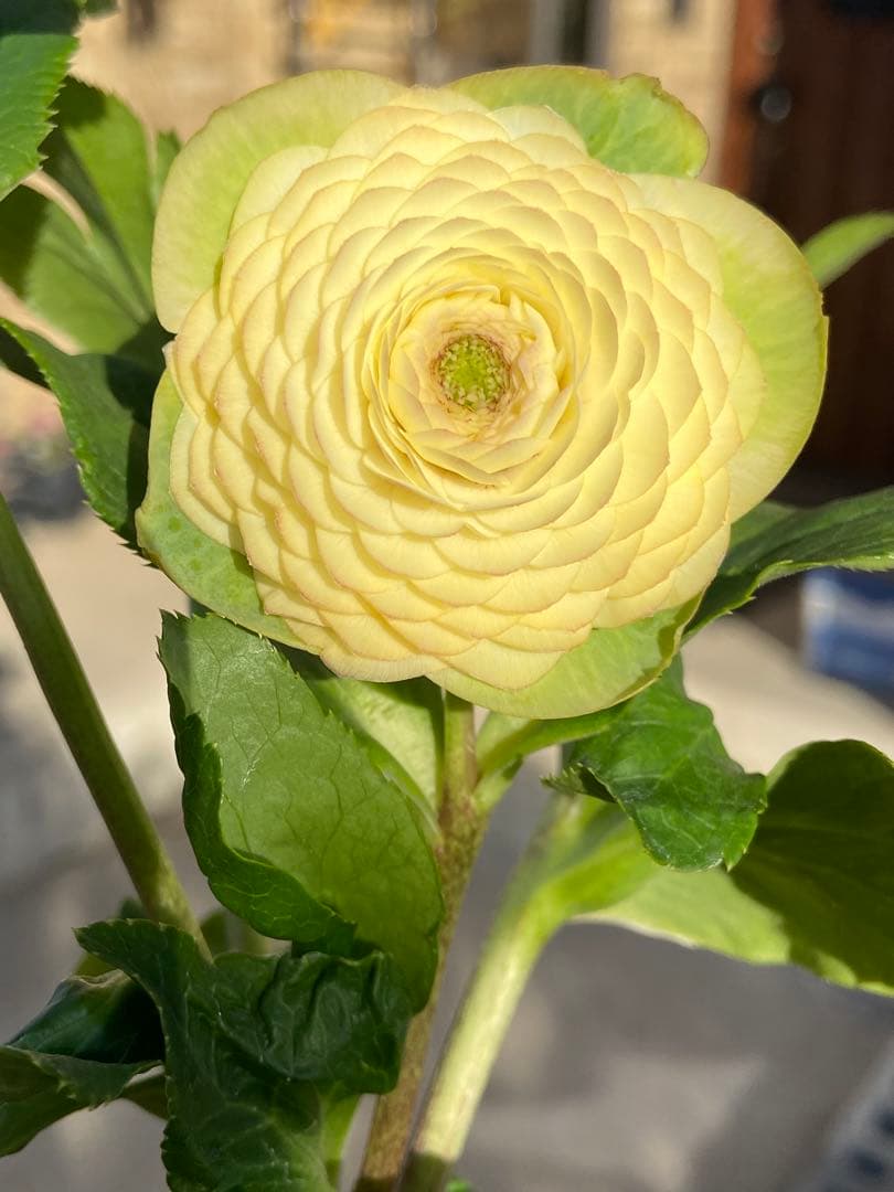 プレミアムプリマヴェーラモーリーメビウス×メビウス★クリスマスローズ苗