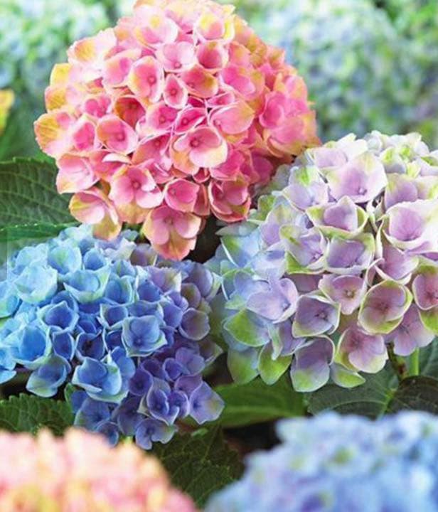 Flower Pen フラワーペン　紫陽花/あじさい(五色)