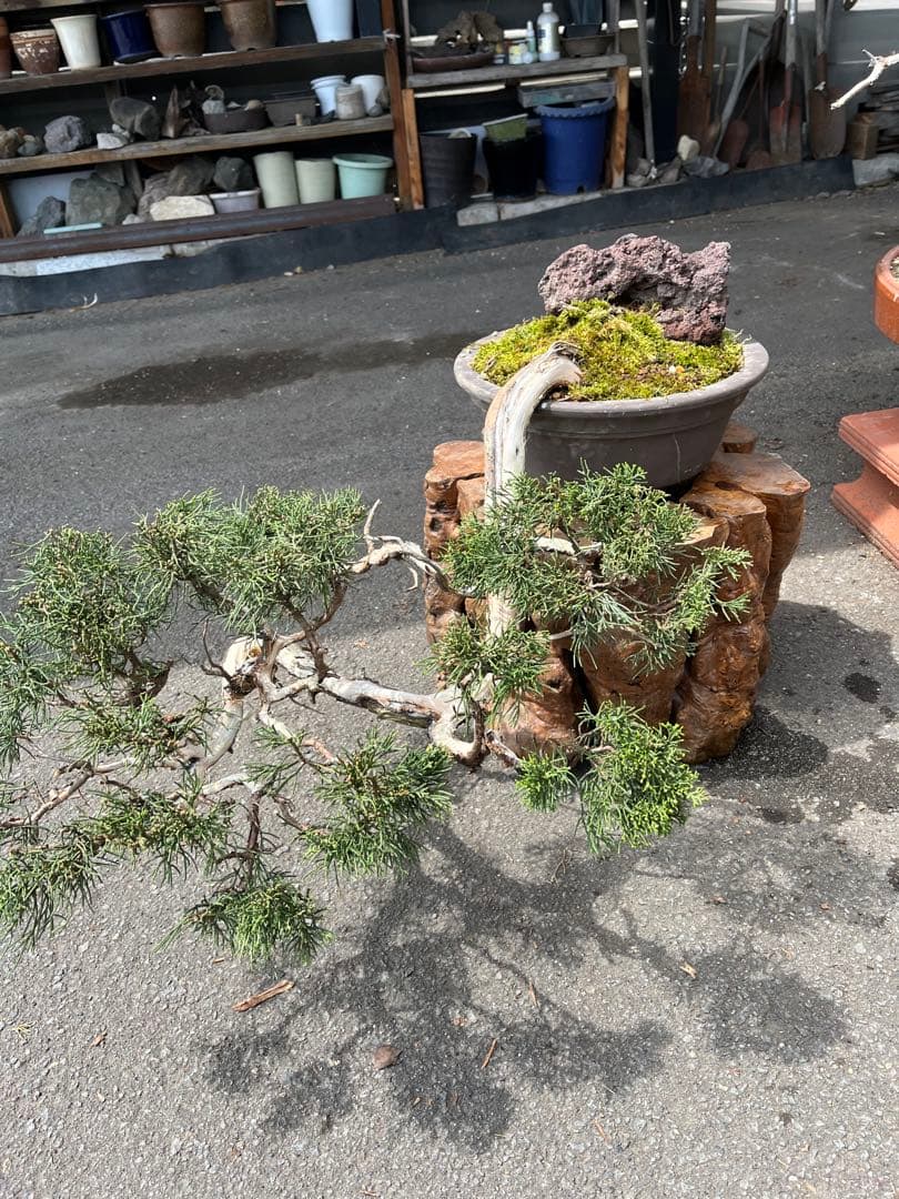 切り株花台、切り株花器、木株火鉢、 盆栽展示台、盆栽台、鉢カバー、こぶ付き台座