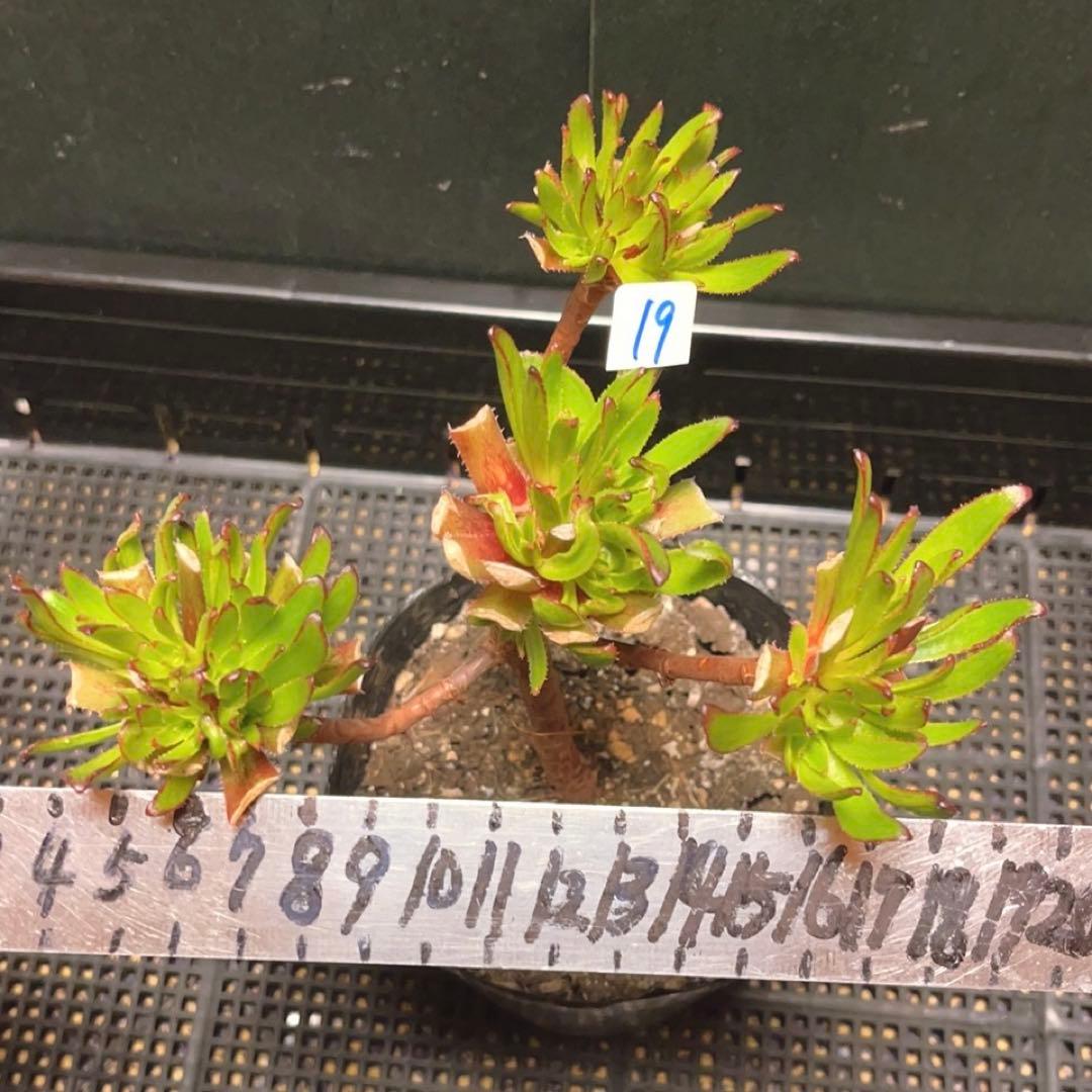 19#多肉植物アエオニウム❤️ブラックマジック❤️25頭17cm 拔き苗