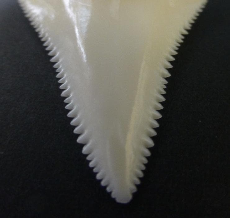 ホホジロザメ（Carcharodon carcharias）の歯44.9mm