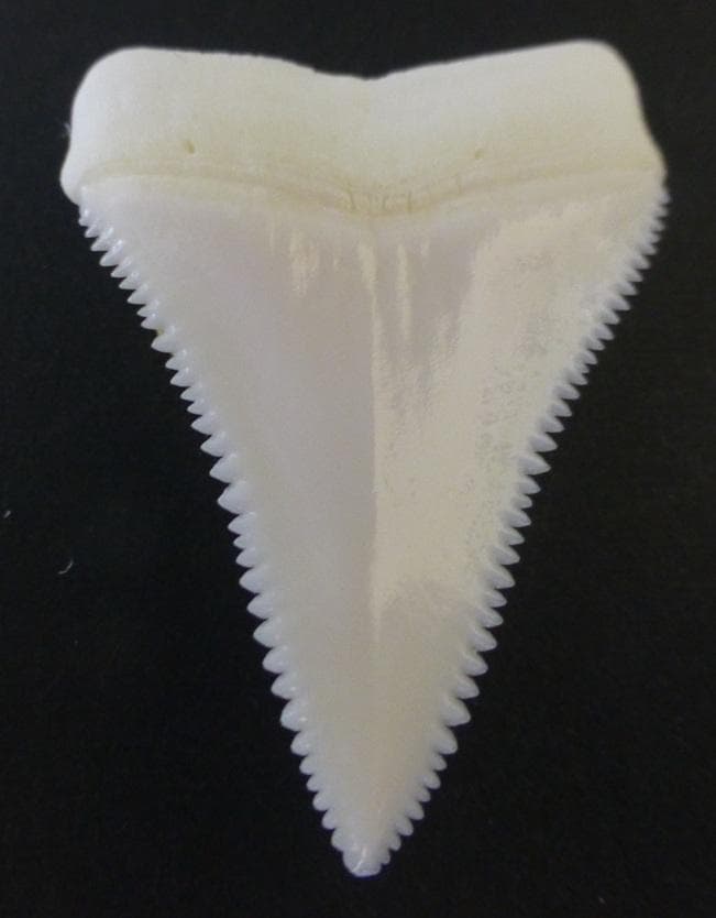 ホホジロザメ（Carcharodon carcharias）の歯44.9mm