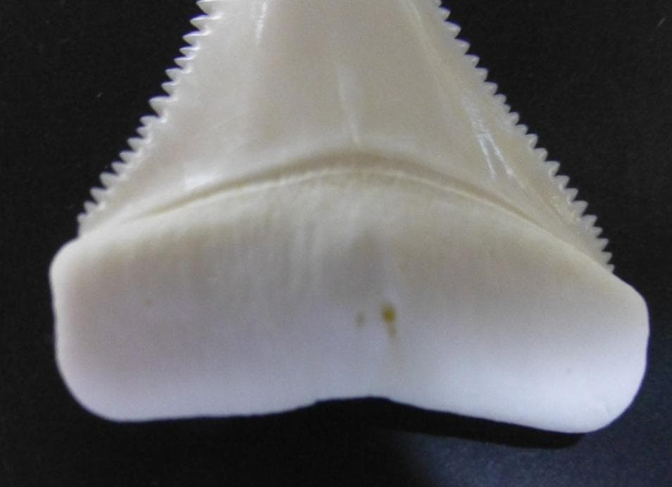 ホホジロザメ（Carcharodon carcharias）の歯44.9mm