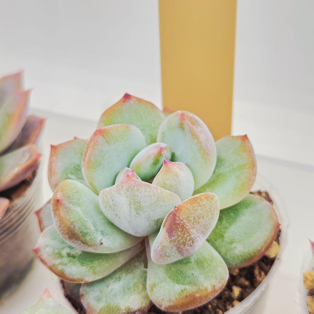 ①大きめ ももホイップ❣️恋交配❣️中リン交配❣️発根済6苗メルカリ便送料込