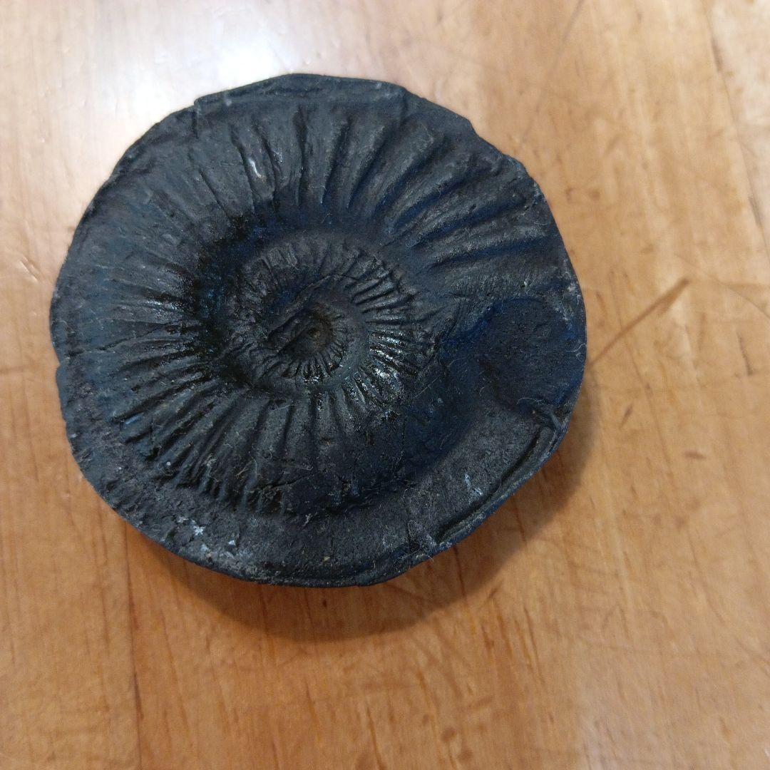 #655 アンモナイト