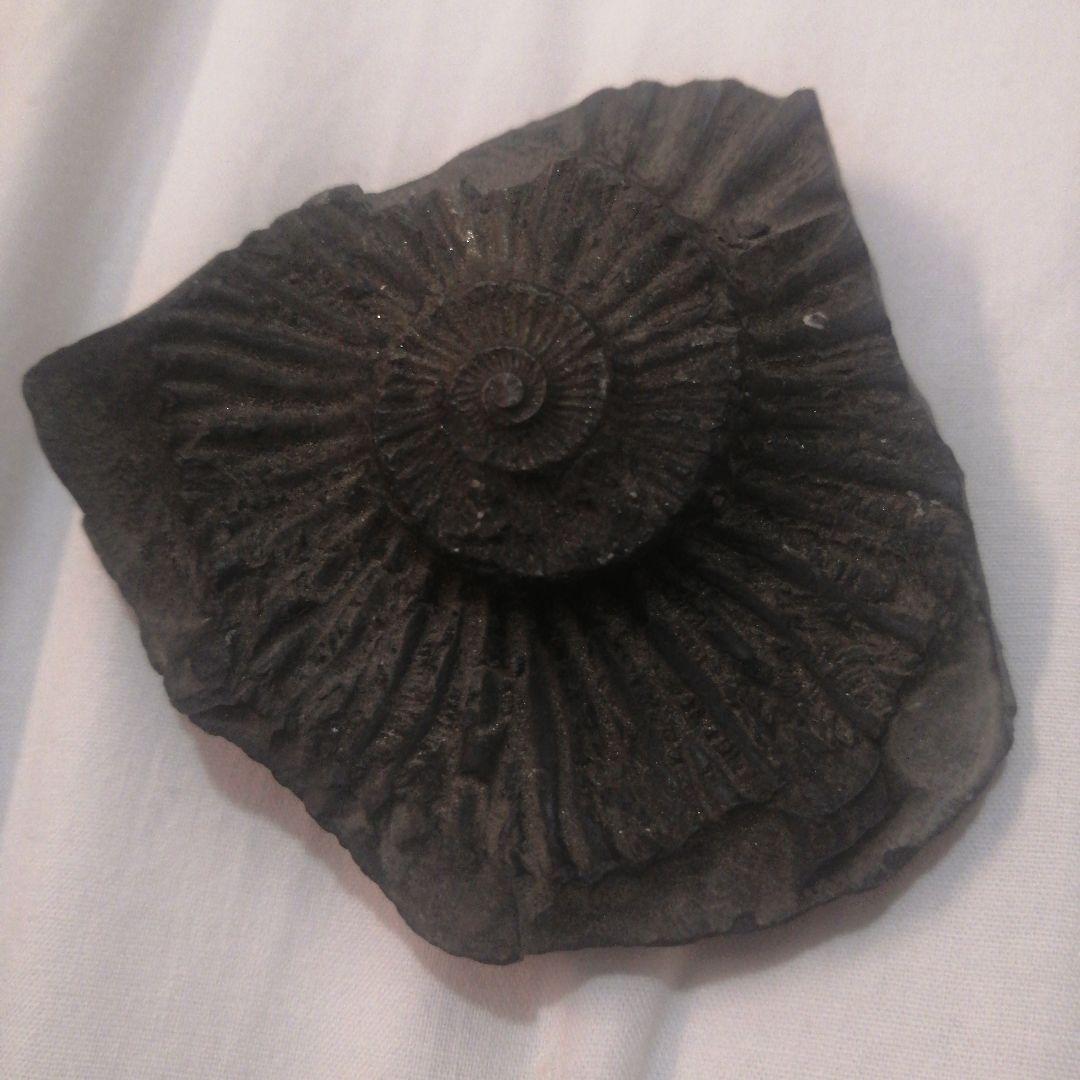 #655 アンモナイト