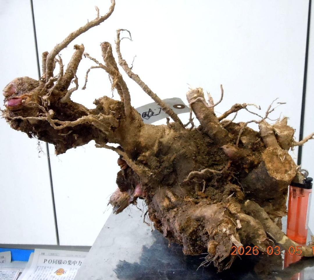 黒部産 巨根！天然うど ウド 発芽開始！苗株　最長≒330㎜　重量≒1,500g