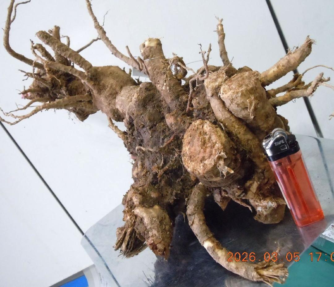 黒部産 巨根！天然うど ウド 発芽開始！苗株　最長≒330㎜　重量≒1,500g