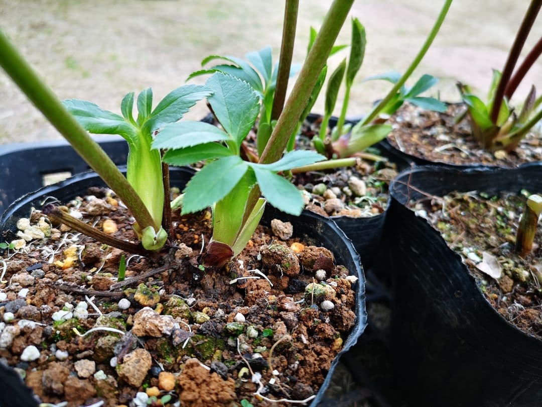 ③クリスマスローズ　4株セット　開花苗　まとめ売り