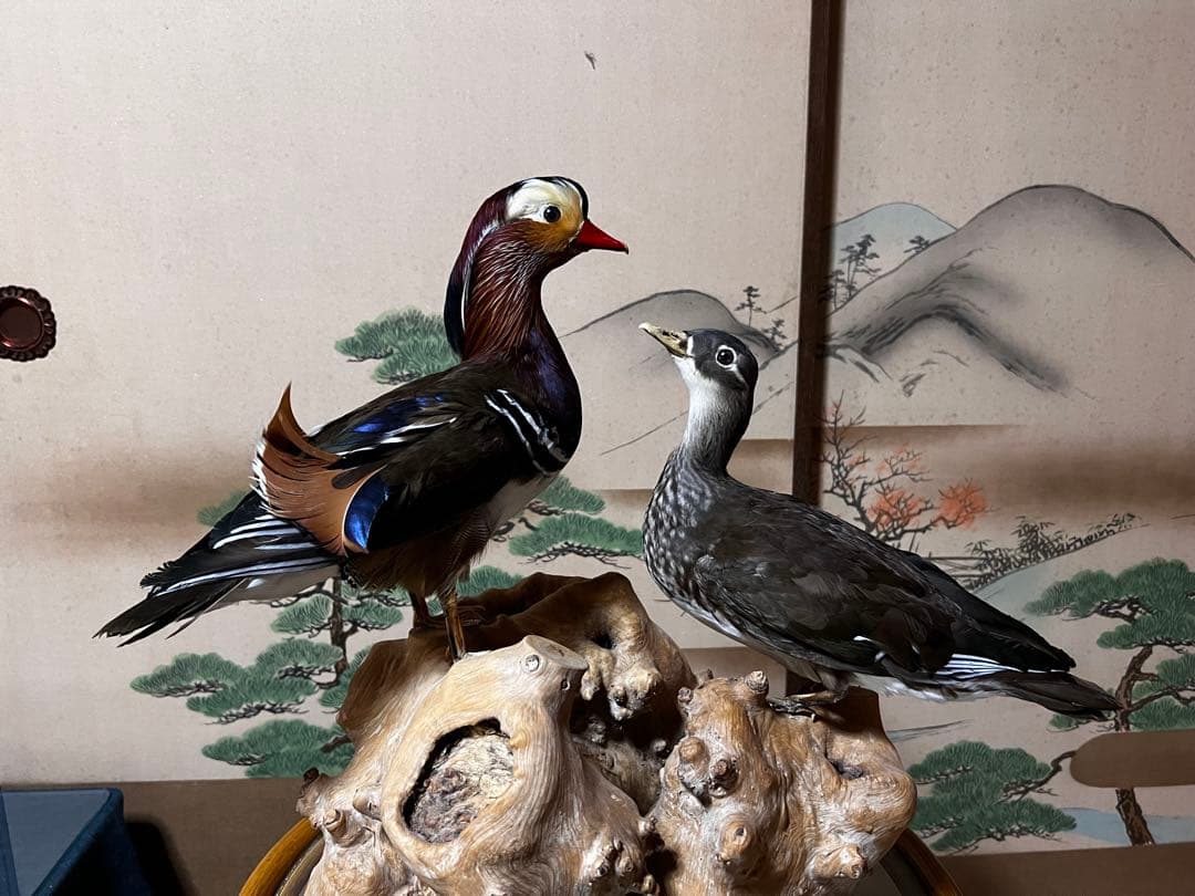 おしどり　剥製　美品　オリオフリネラ様