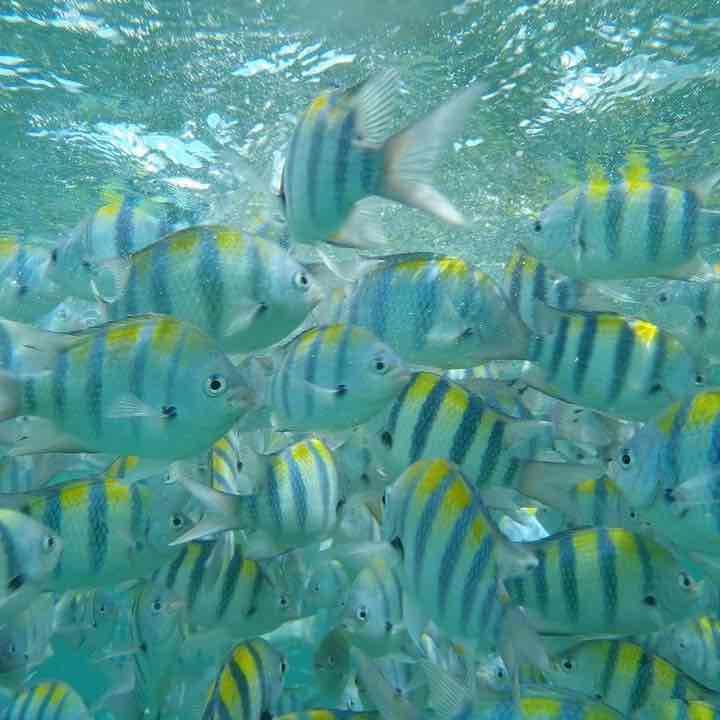 値下げ！OLYMPUS 水中カメラ