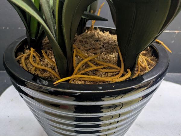 Y【中古】胡蝶蘭 造花 5本 光触媒加工 陶器鉢 アートフラワー ホワイト