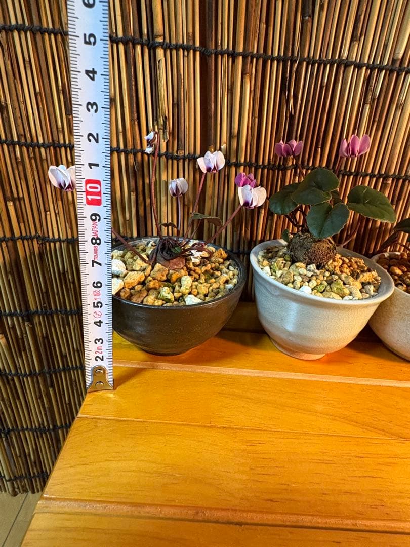 シクラメンネオポリアタム　シルバーリーフ　 コーム