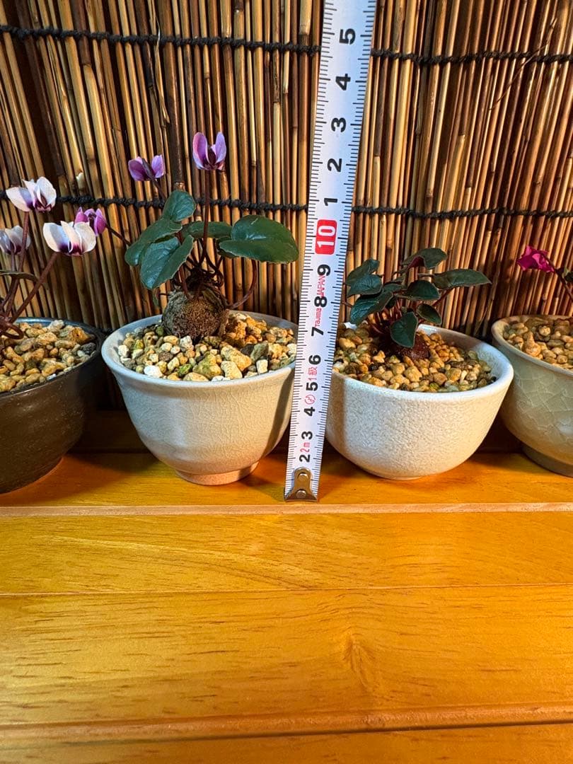 シクラメンネオポリアタム　シルバーリーフ　 コーム