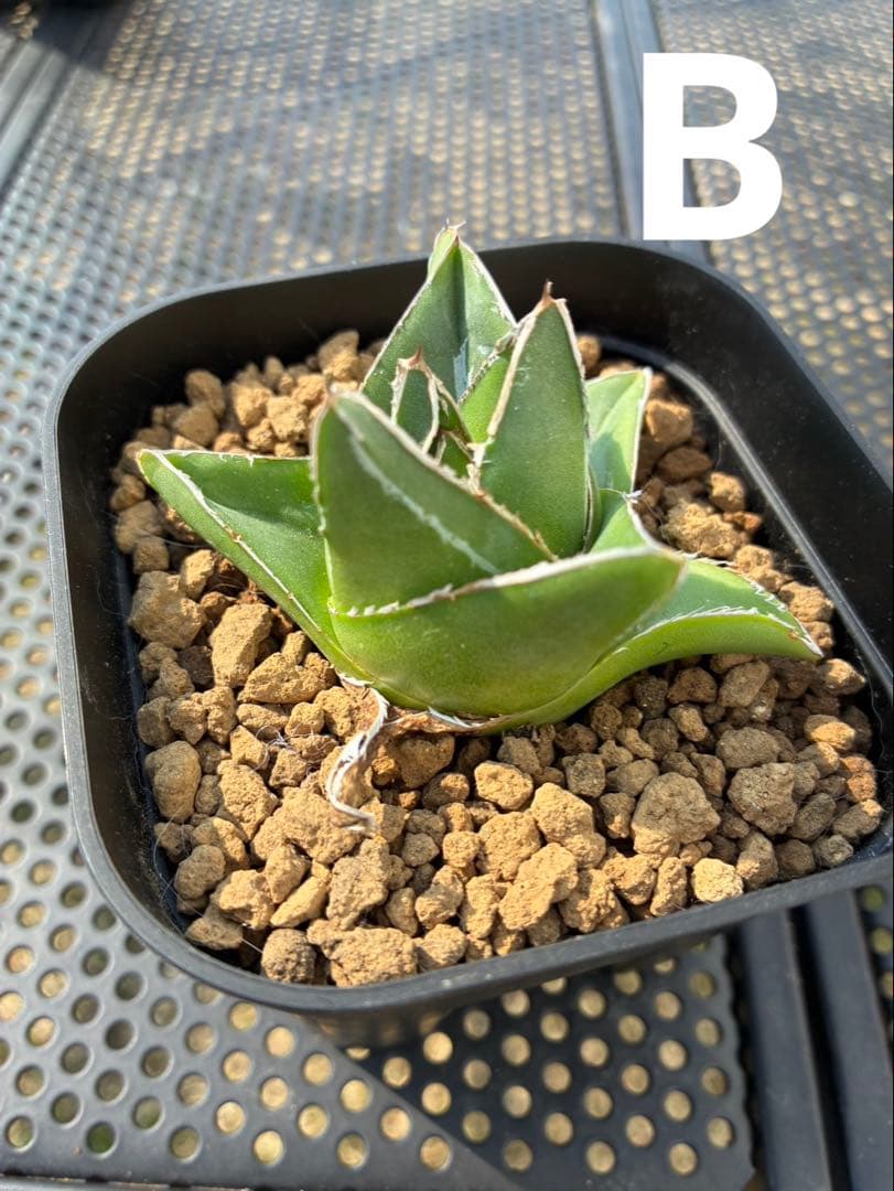 笹の雪　スーパーワイド