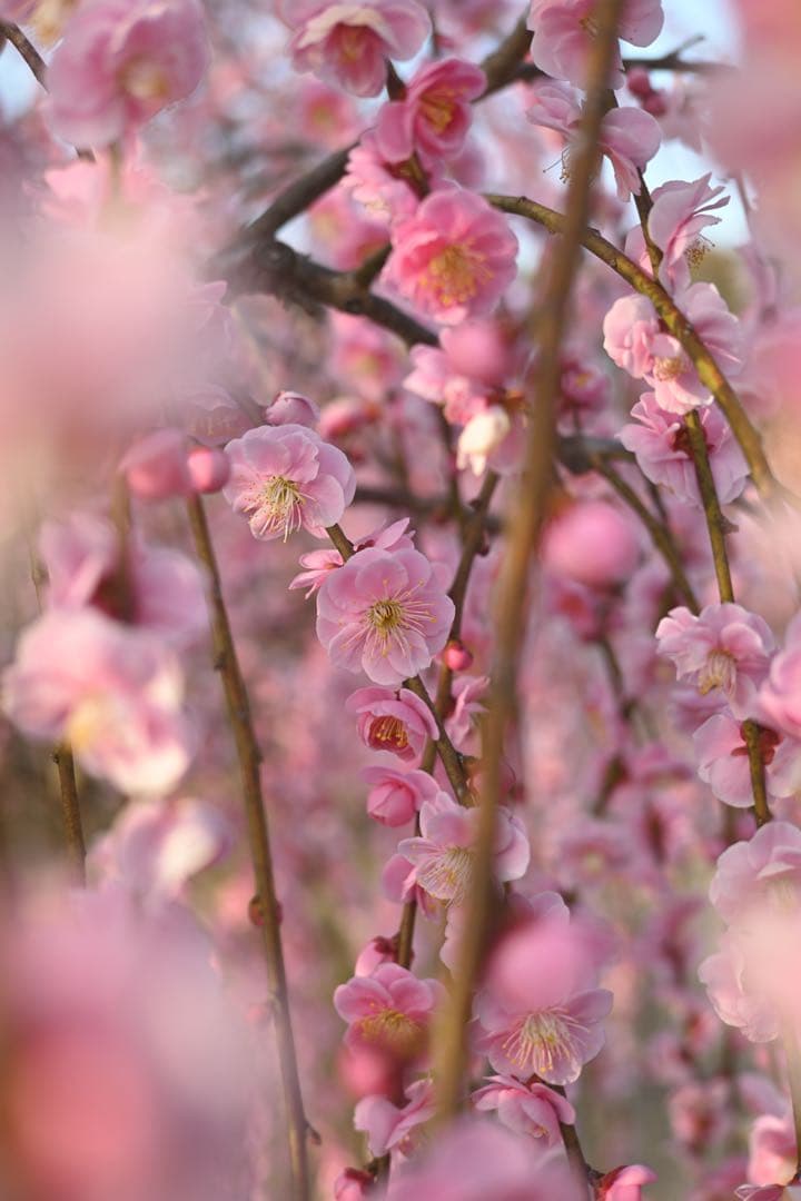 Nikon Zfc シルバーボディ