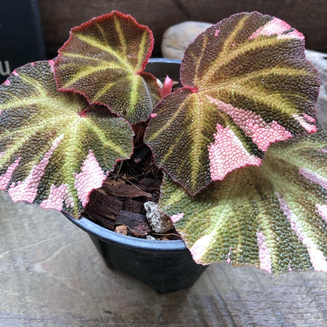 〇ポットごと♡ベゴニア・ソリムタータ・ヤンミンサン♡ピンク♡観葉植物♡希少