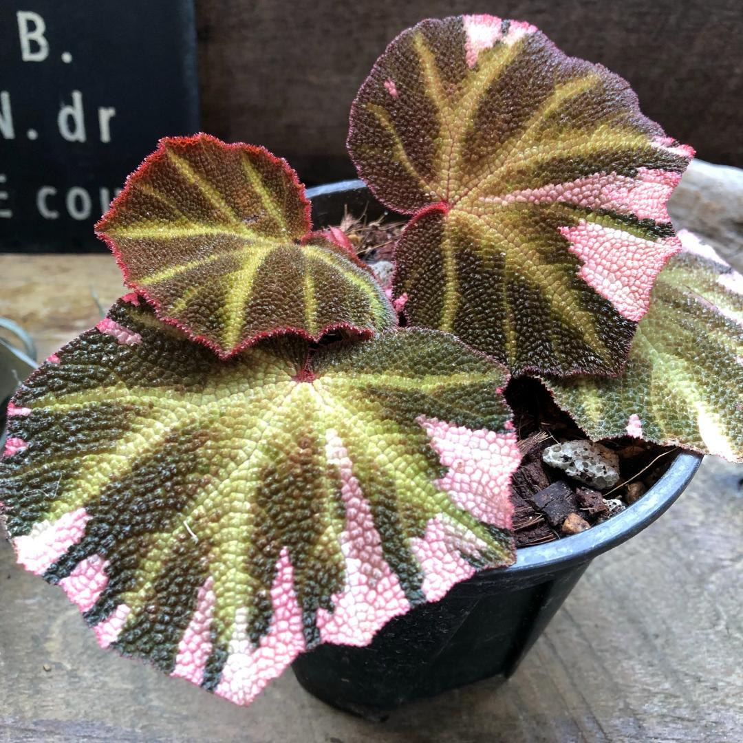 〇ポットごと♡ベゴニア・ソリムタータ・ヤンミンサン♡ピンク♡観葉植物♡希少