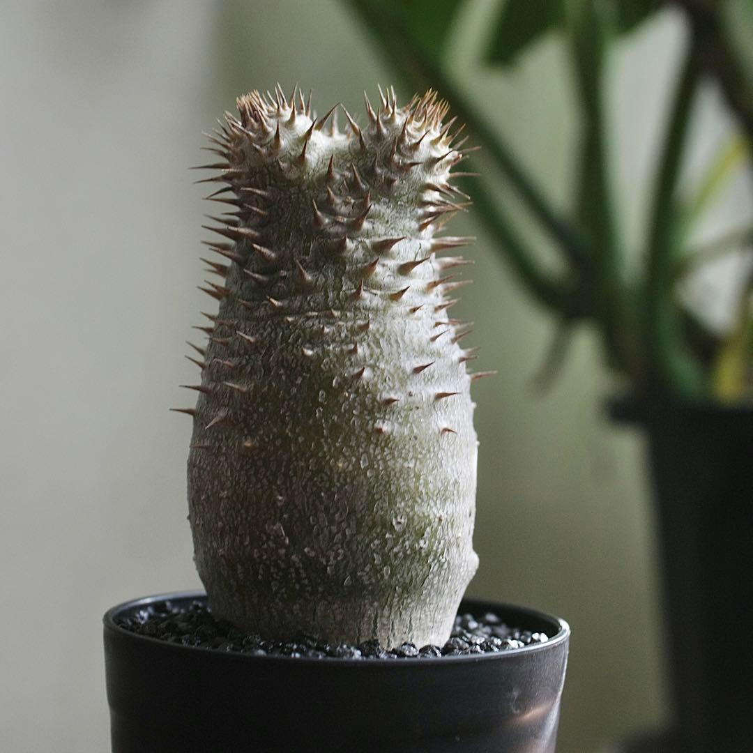 パキポディウム　イノピナツム　実生6年目　セラアート3寸ロング鉢　塊根植物