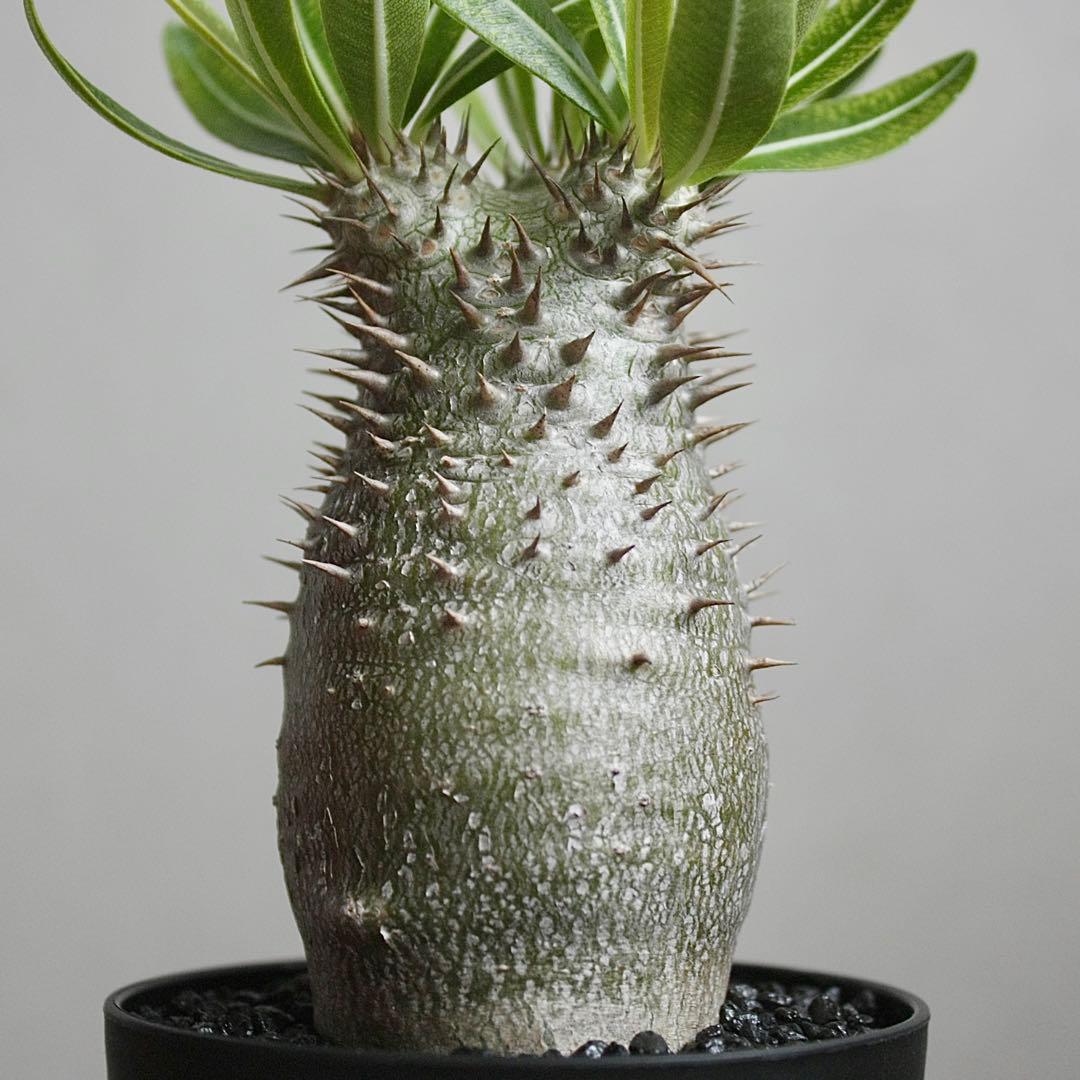 パキポディウム　イノピナツム　実生6年目　セラアート3寸ロング鉢　塊根植物