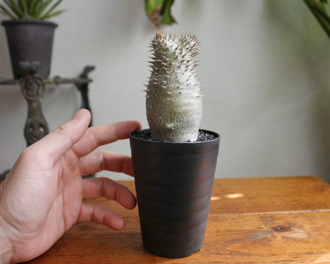 パキポディウム　イノピナツム　実生6年目　セラアート3寸ロング鉢　塊根植物