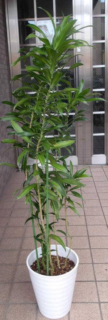 ドラセナ　ソングオブジャマイカ【七号鉢】