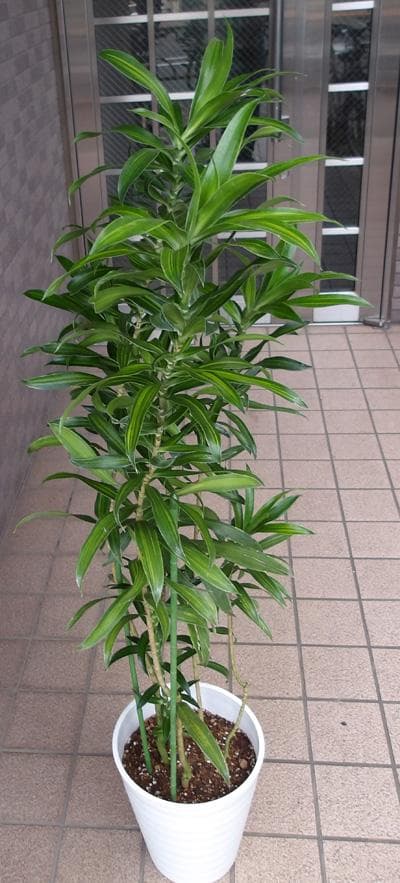 ドラセナ　ソングオブジャマイカ【七号鉢】