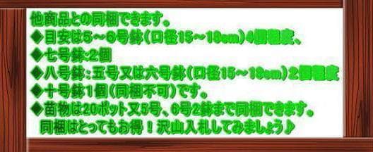 ドラセナ　ソングオブジャマイカ【七号鉢】