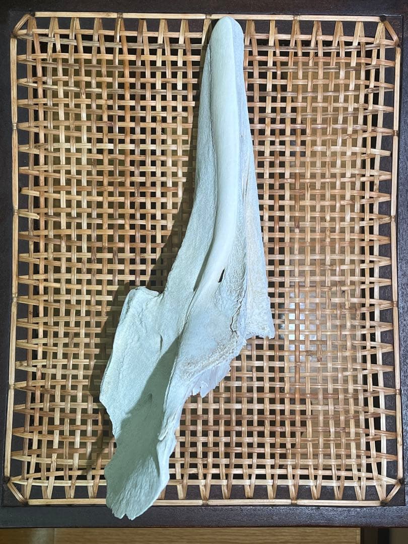 イルカ　骨　04