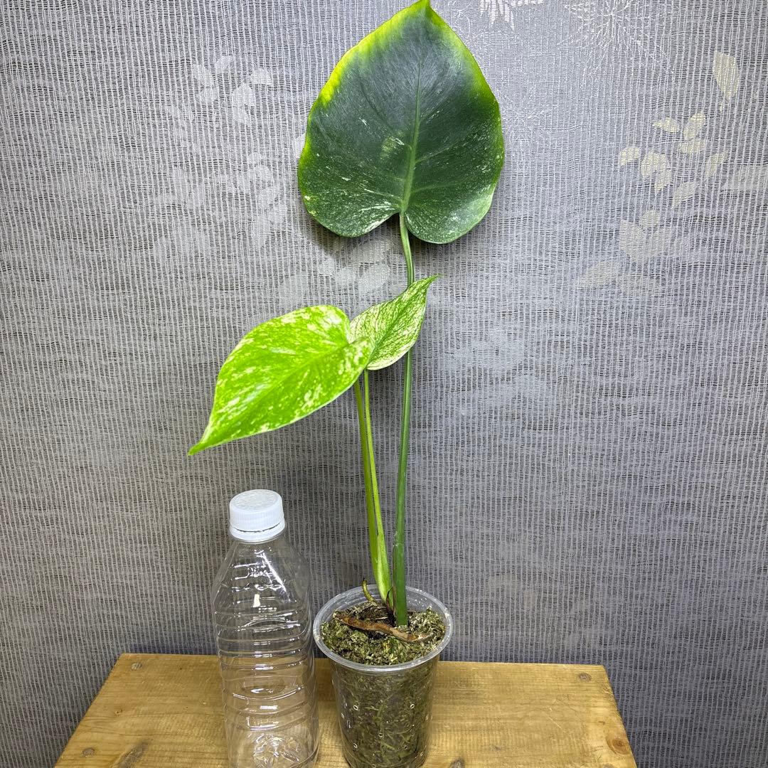 モンステラ　デリシオーサ　ホワイトモンスター　天津蘭