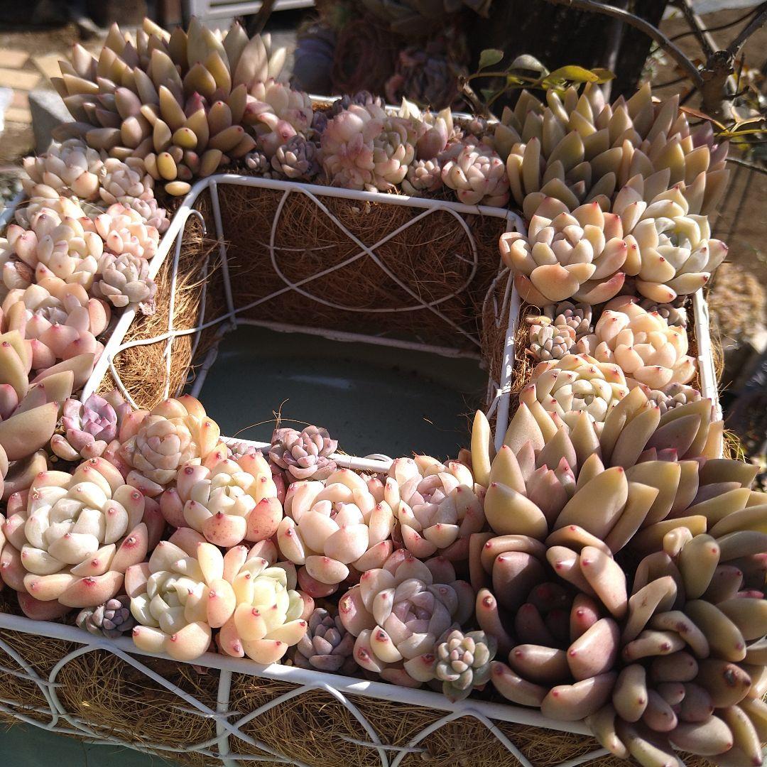 多肉植物寄せ植え　そのまま飾れる寄せ植え　スクエア型リース寄せ　匿名発送